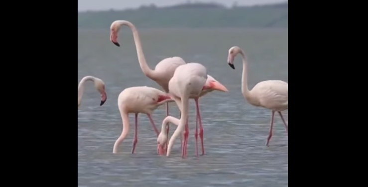 В Україну повернулися рожеві фламінго
