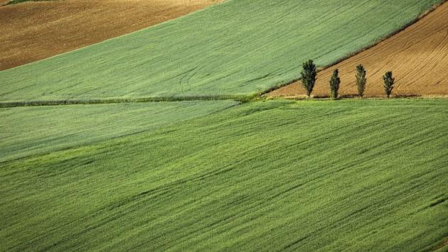 Ціна на землю в Україні злетіла майже на 100%: скільки тепер дають за гектар