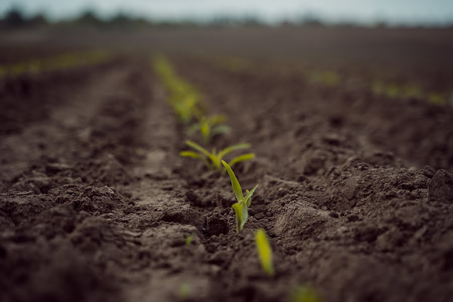 есняна посівна 2026 здорожчає на 10%