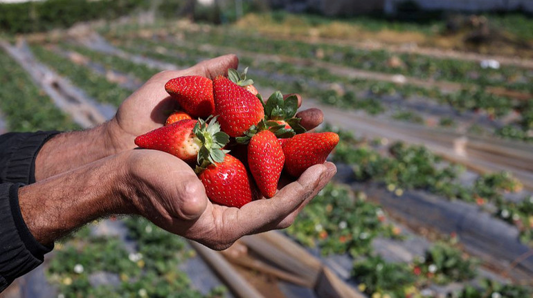 Українські виробники ягід та овочів зможуть отримати гранти до 150 тисяч доларів