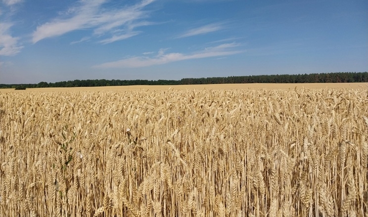 В Україні зросли ціни на пшеницю нового врожаю