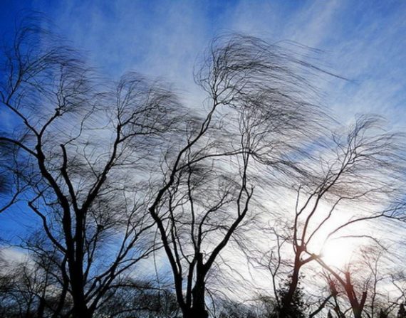В Україні втрачено до половини врожаю фруктів: як це вплине на літні ціни